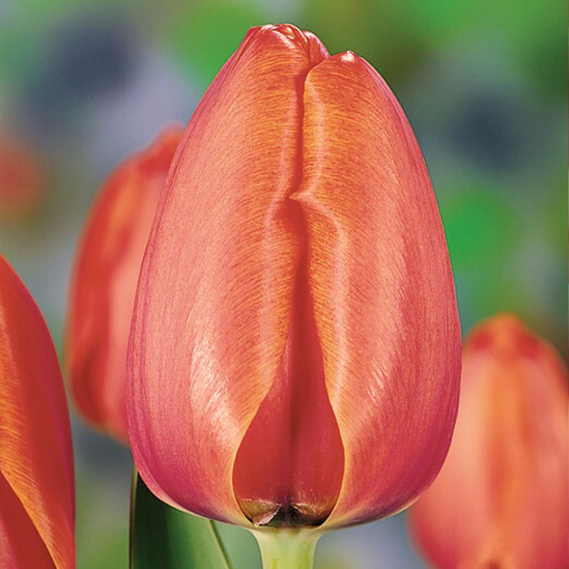 Darwin-Hybrid-Tulpe Apricot Impression (Blüte)