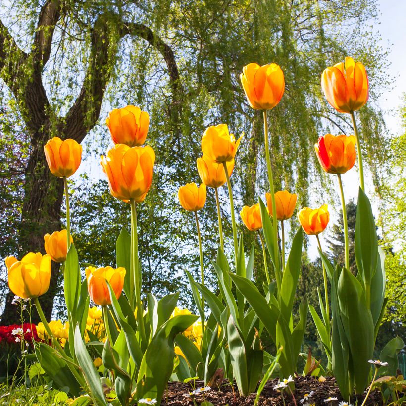 Darwin-Hybrid-Tulpe Blushing Apeldoorn (Hafen)