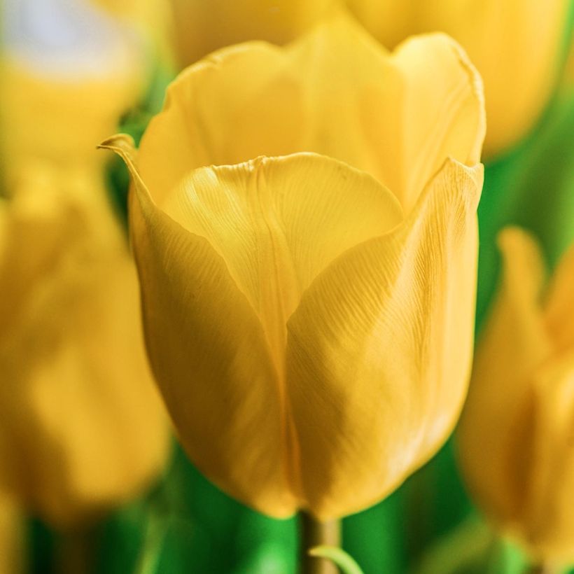 Darwin-Hybrid-Tulpe Golden Apeldoorn (Blüte)