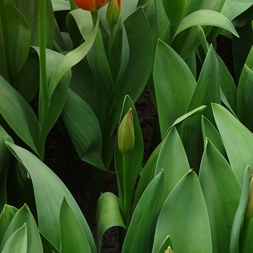 Darwin-Hybrid-Tulpe Orange Balloon (Laub)