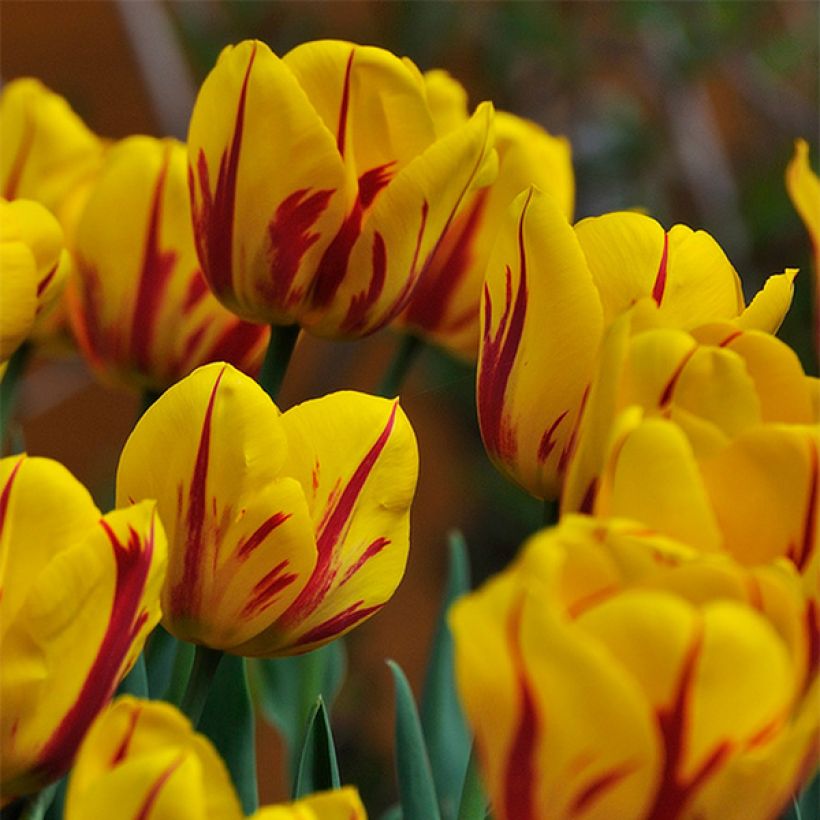 Darwin-Hybrid-Tulpe Juliette (Blüte)