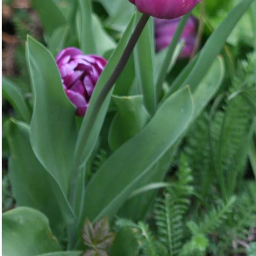 Späte Gefüllte Tulpe Diamant Bleu (Laub)