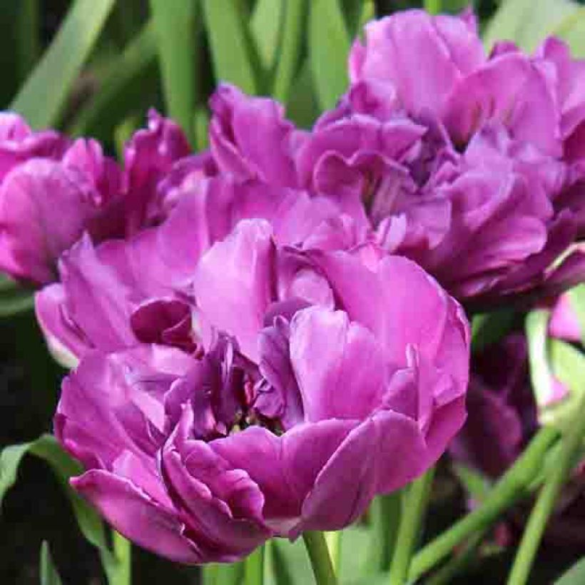 Frühe Gefüllte Tulpe Purple Pion (Blüte)