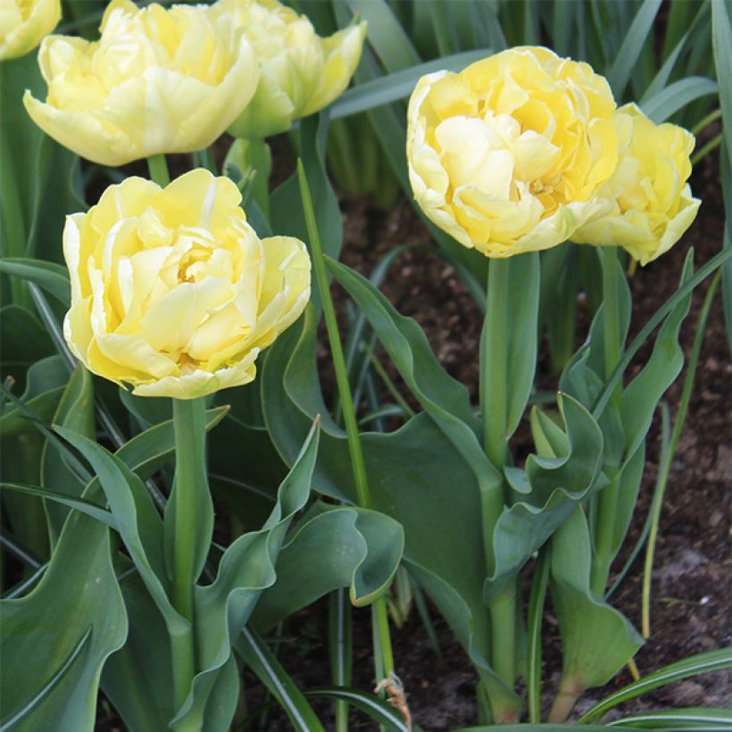 Frühe Gefüllte Tulpe Verona (Hafen)