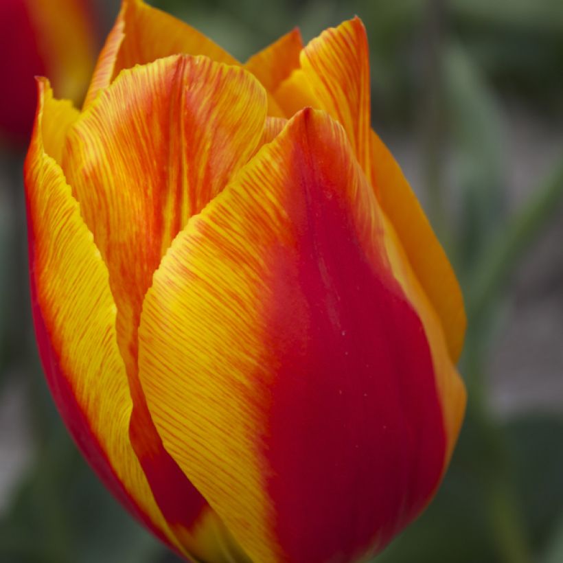 Frühe Einfache Tulpe Flair (Blüte)