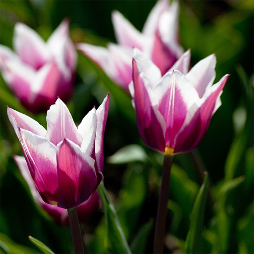 Lilienblütige Tulpe Claudia (Blüte)