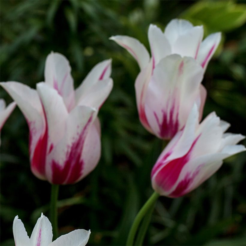 Lilienblütige Tulpe Marilyn (Blüte)