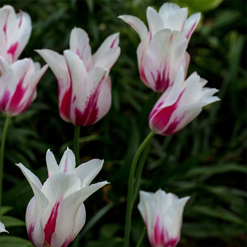 Lilienblütige Tulpe Marilyn (Hafen)