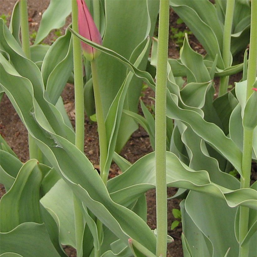 Lilienblütige Tulpe Synaeda King (Laub)