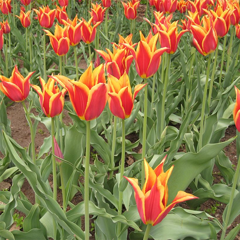 Lilienblütige Tulpe Synaeda King (Blüte)