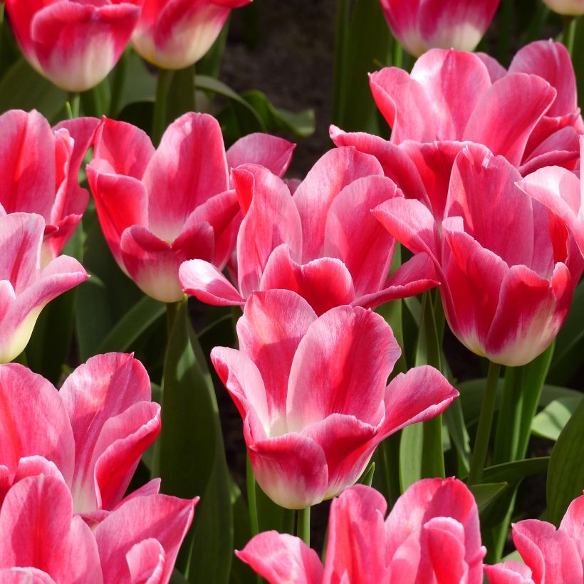 Lilienblütige Tulpe Romano (Blüte)