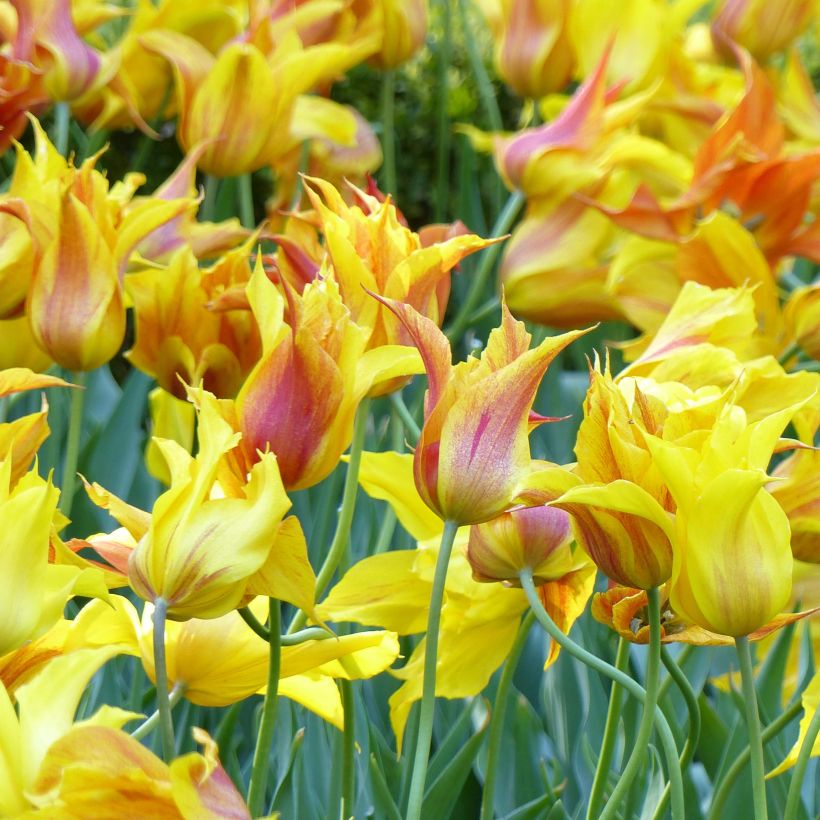 Lilienblütige Tulpe Vendée Globe (Blüte)