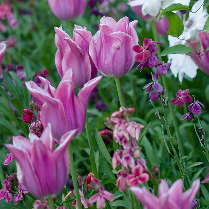 Lilienblütige Tulpe Ballade (Blüte)