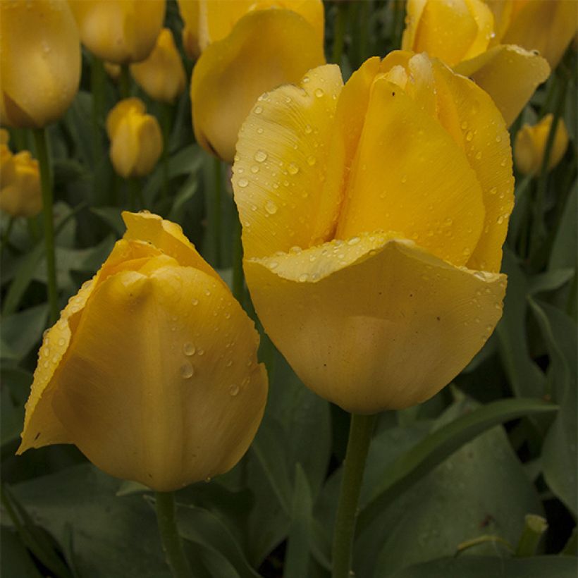 Darwin-Hybrid-Tulpe Tulipa (Blüte)