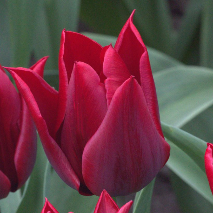 Lilienblütige Tulpe Lasting Love (Blüte)