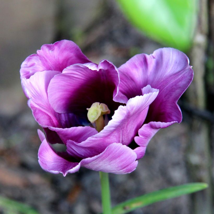 Papageien-Tulpe Blue Parrot (Blüte)