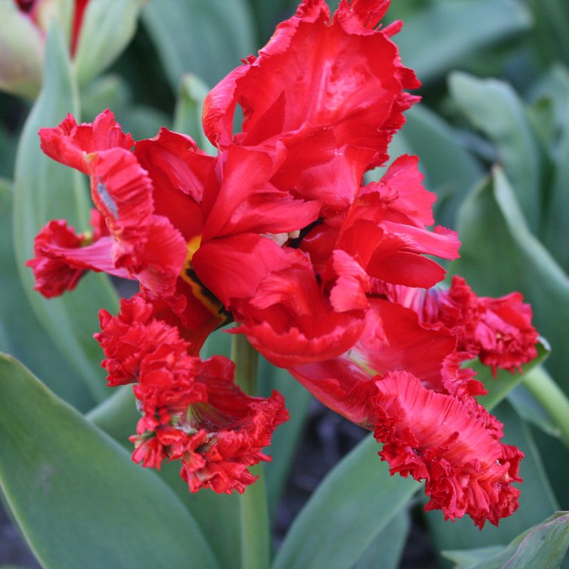 Papageien-Tulpe Exotic Parrot (Blüte)