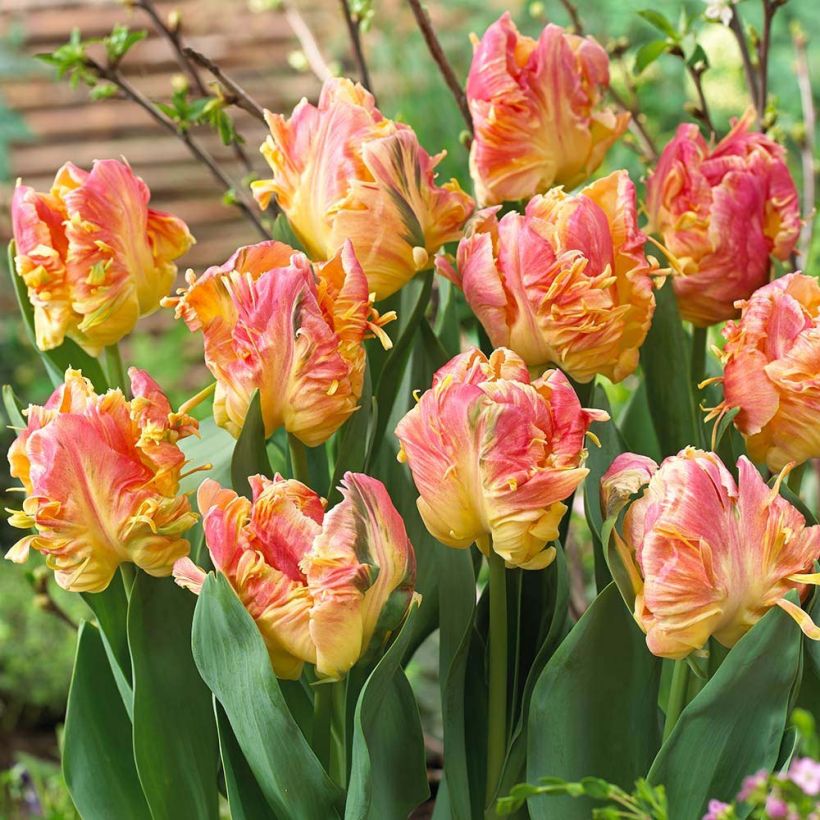 Papageien-Tulpe Parrot Lady (Blüte)