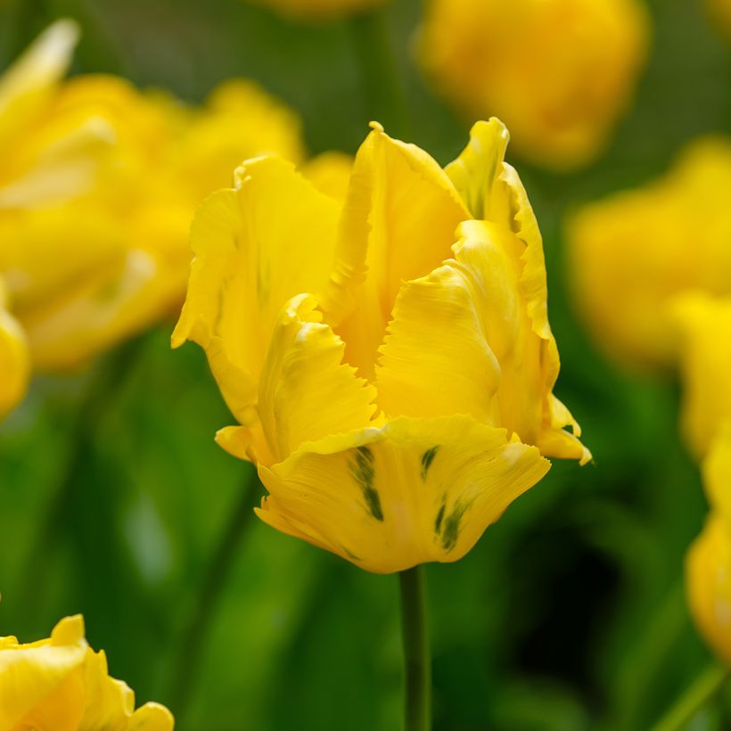 Papageien-Tulpe Yellow Sun (Blüte)