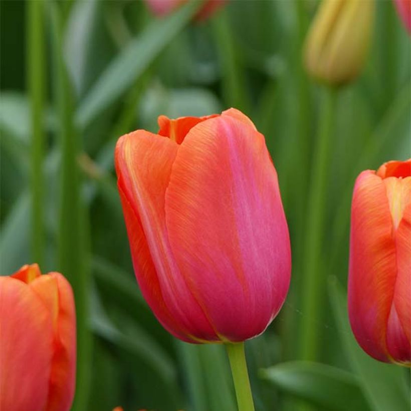 Späte Einfache Tulpe Avignon (Blüte)