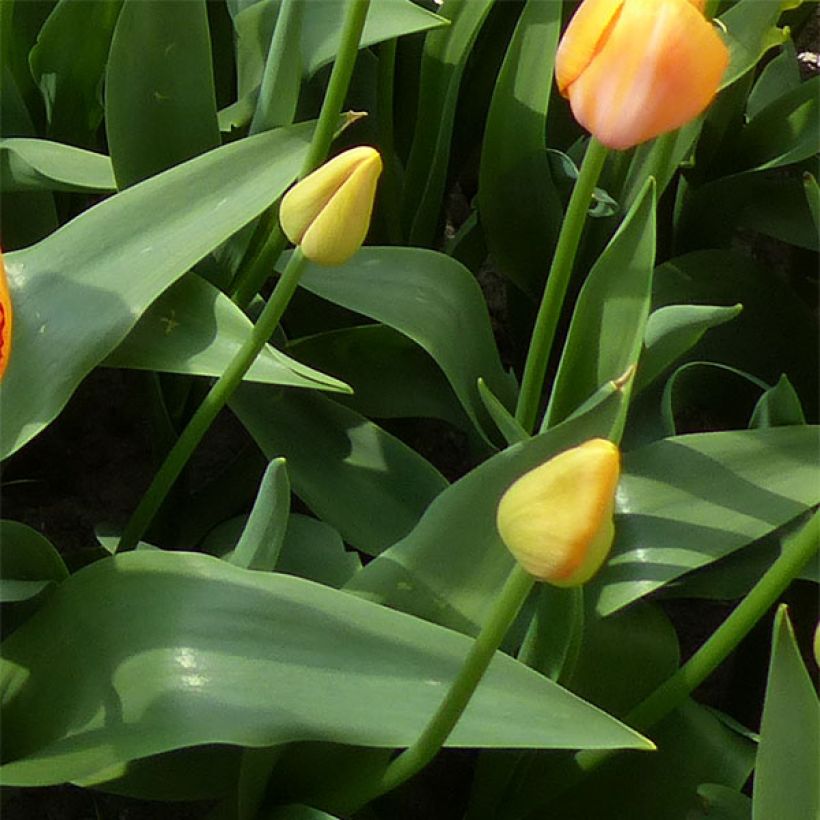 Späte Einfache Tulpe Dordogne (Laub)