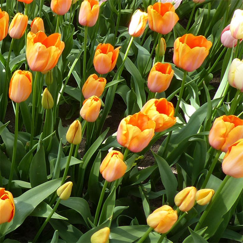 Späte Einfache Tulpe Dordogne (Blüte)