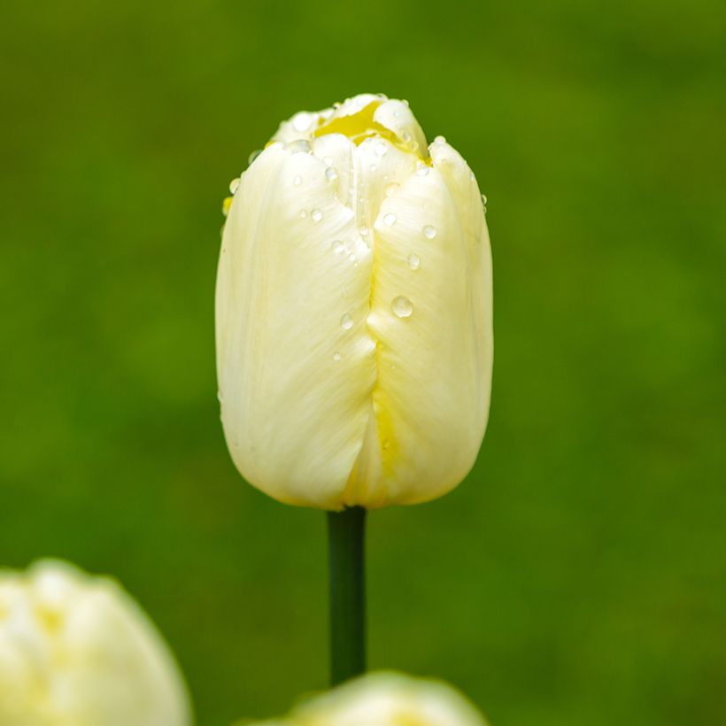 Tulipe Triomphe Creme Flag (Blüte)