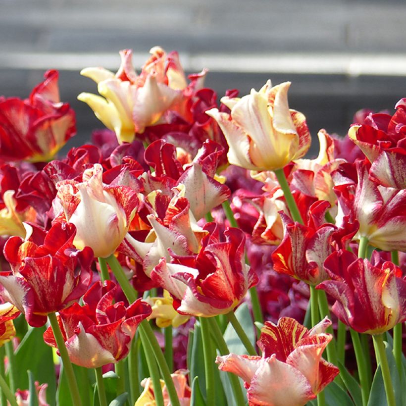 Triumph-Tulpe Flaming Crown (Blüte)