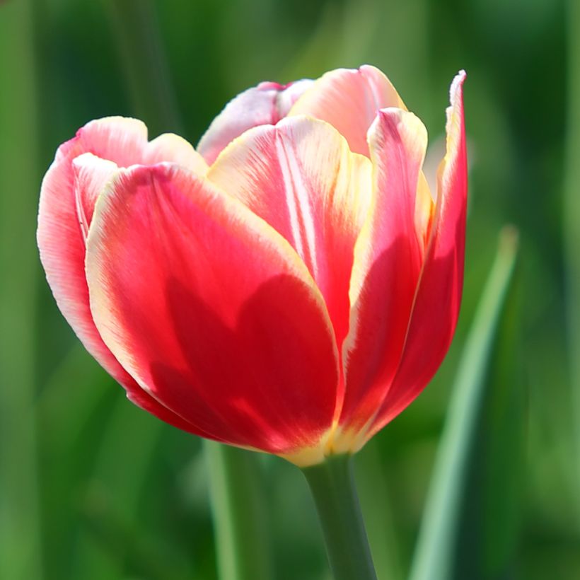 Triumph-Tulpe Leen van der Mark (Blüte)