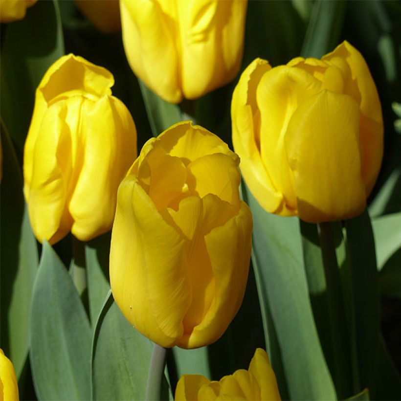 Triumph-Tulpe Strong Gold (Blüte)