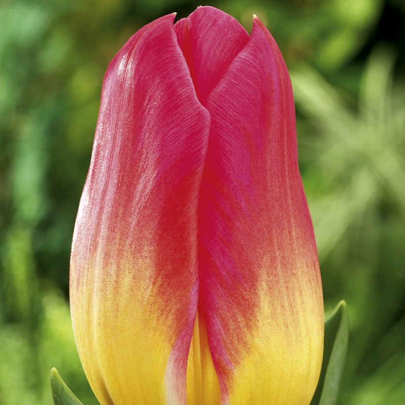 Triumph-Tulpe Tom Pouce (Blüte)