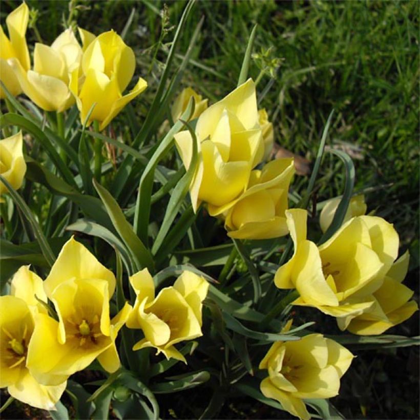 Tulipa linifolia Yellow Jewel - Leinblättrige Tulpe (Blüte)