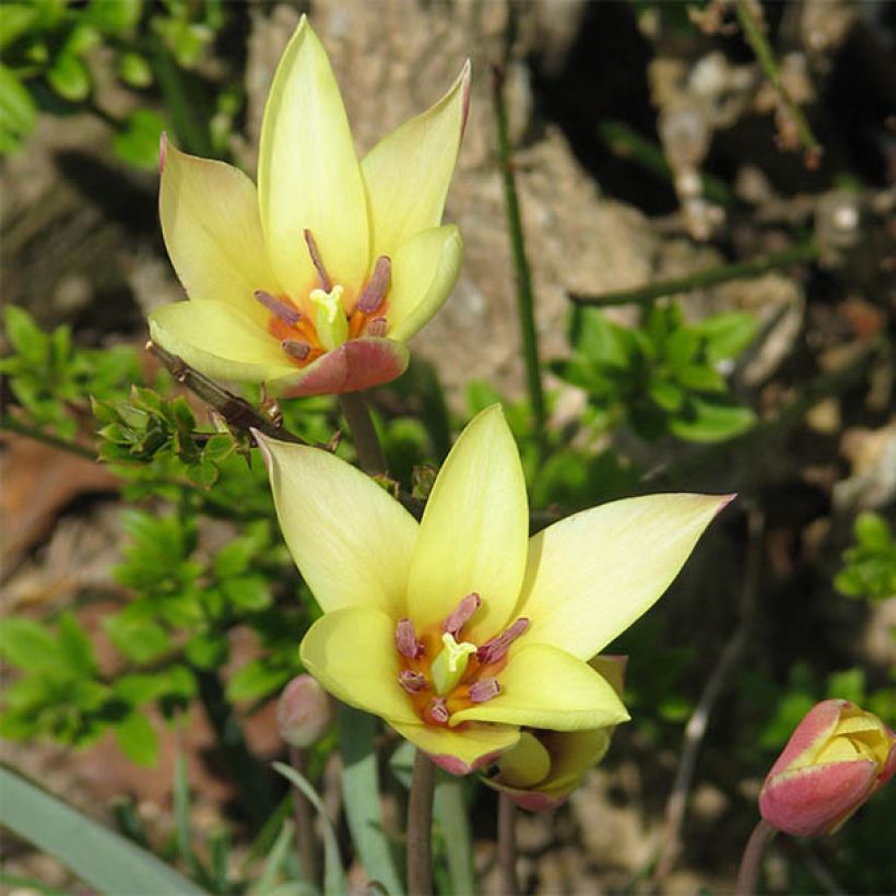 Tulipa clusiana Cynthia - Clusius-Tulpe (Blüte)