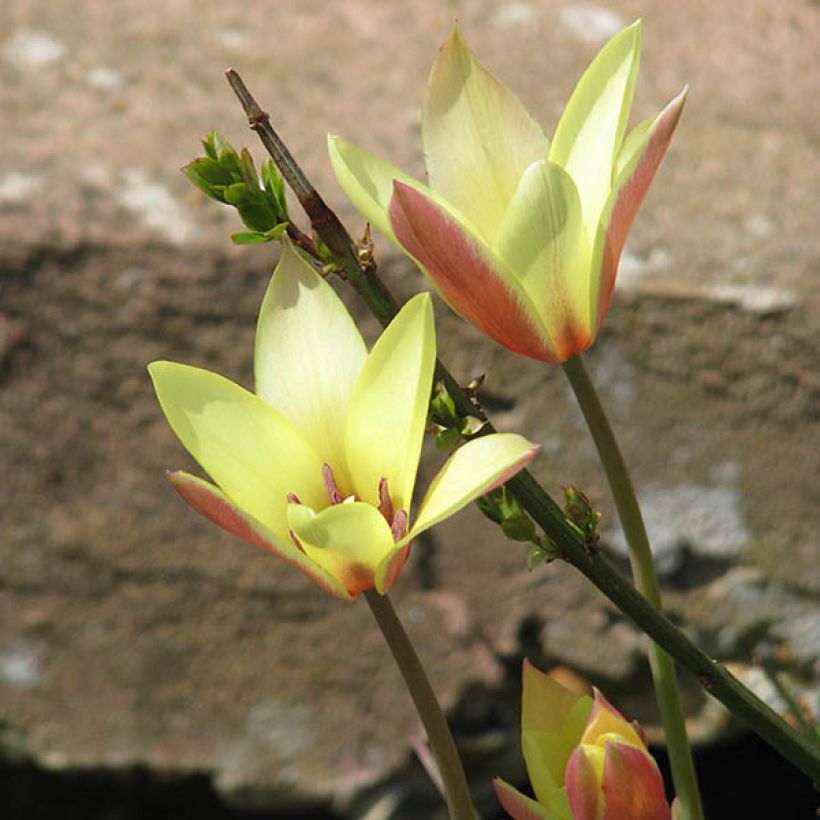 Tulipa clusiana Cynthia - Clusius-Tulpe (Hafen)