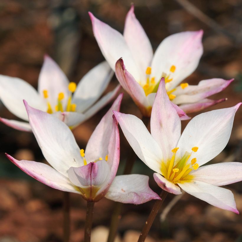 Tulipa cretica Hilde - Kretische Tulpe (Blüte)