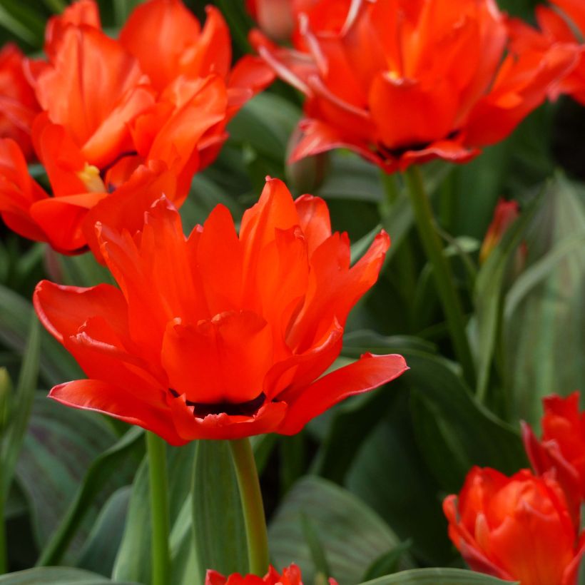 Tulipa greigii Chaperon Rouge Double (Blüte)