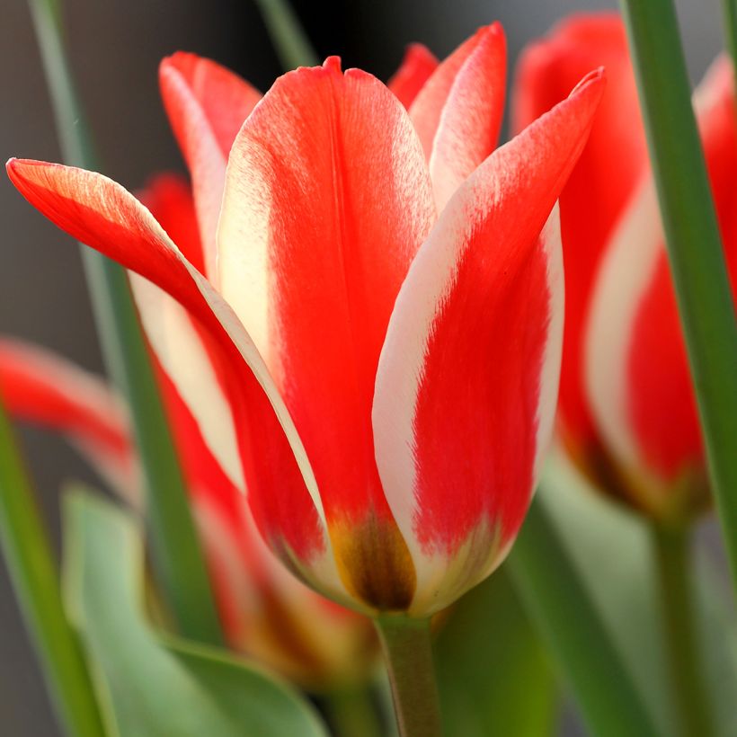 Tulipa greigii Pinocchio (Blüte)