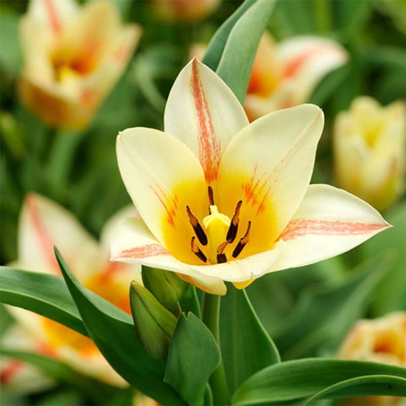 Tulipa greigii Quebec (Blüte)