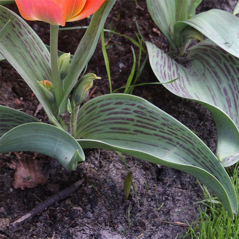 Tulipa greigii Toronto (Laub)