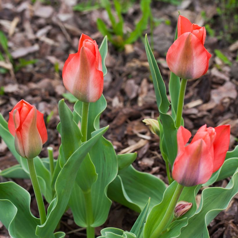 Tulipa greigii Toronto (Hafen)