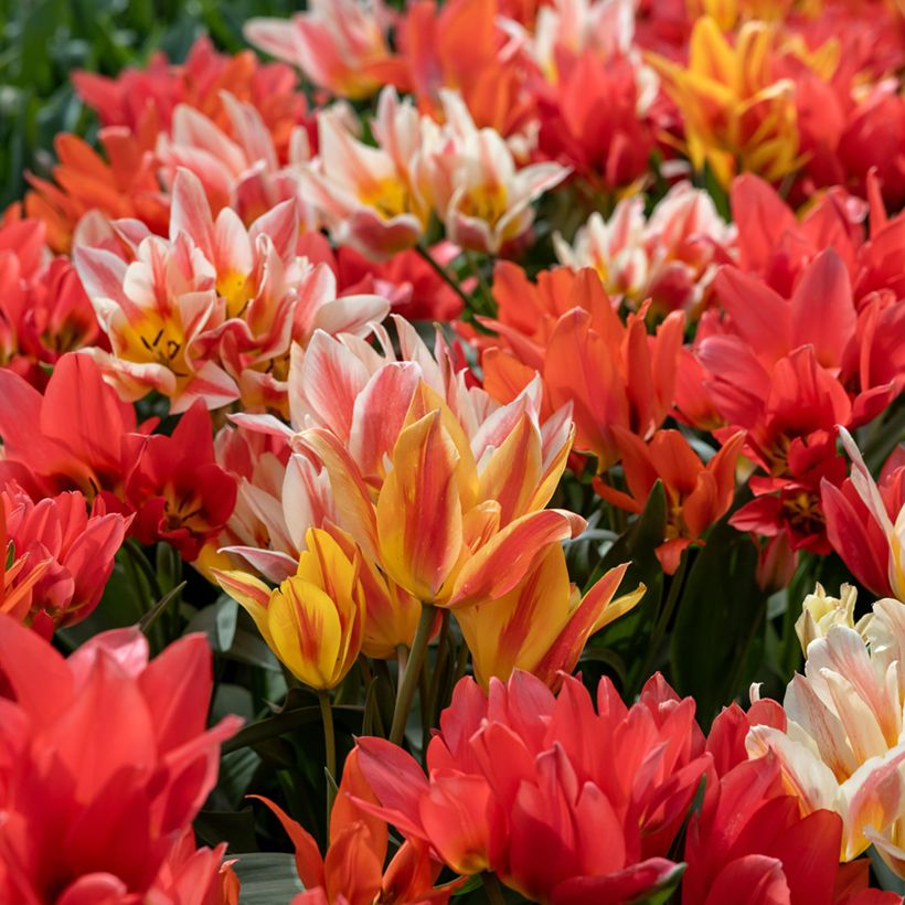 Tulipa greigii Winnipeg (Hafen)