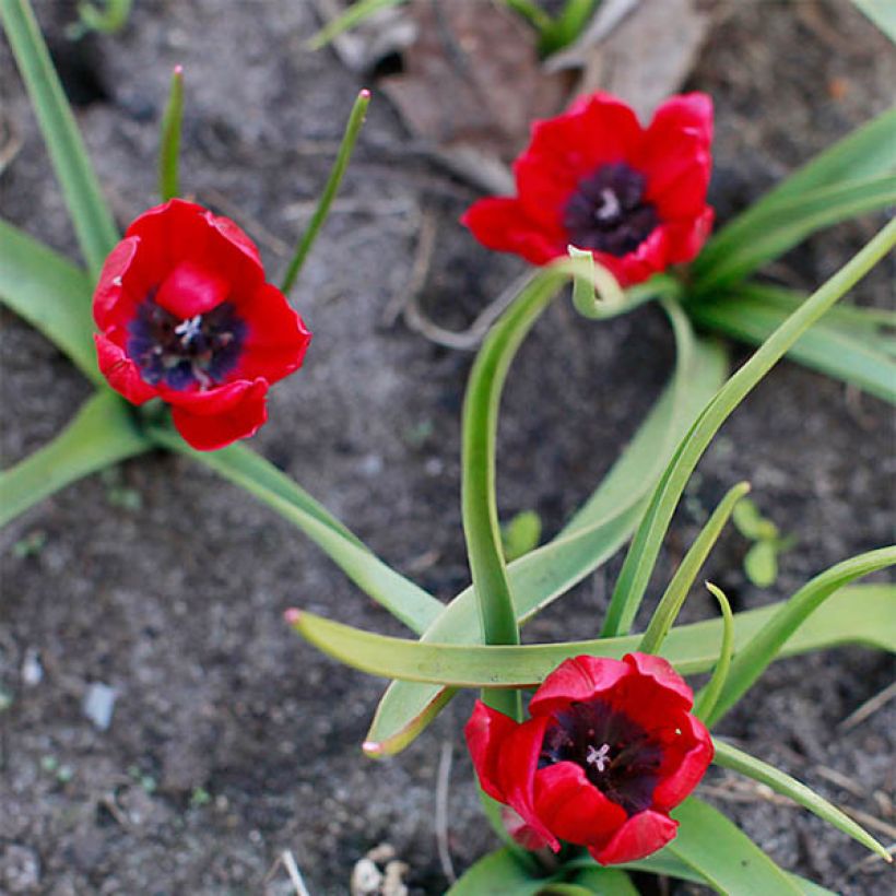 Tulipa humilis Lilliput - Niedrige Tulpe (Blüte)