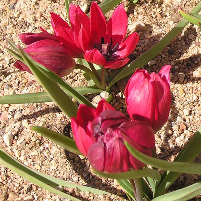 Tulipa humilis Lilliput - Niedrige Tulpe (Hafen)