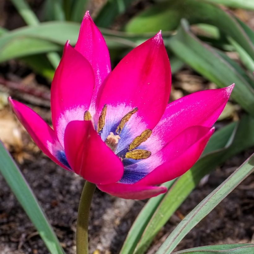 Tulipa humilis - Niedrige Tulpe (Blüte)