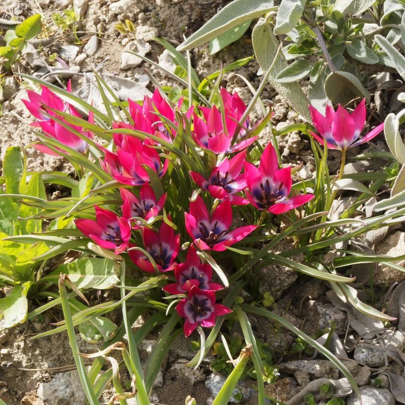 Tulipa humilis - Niedrige Tulpe (Hafen)