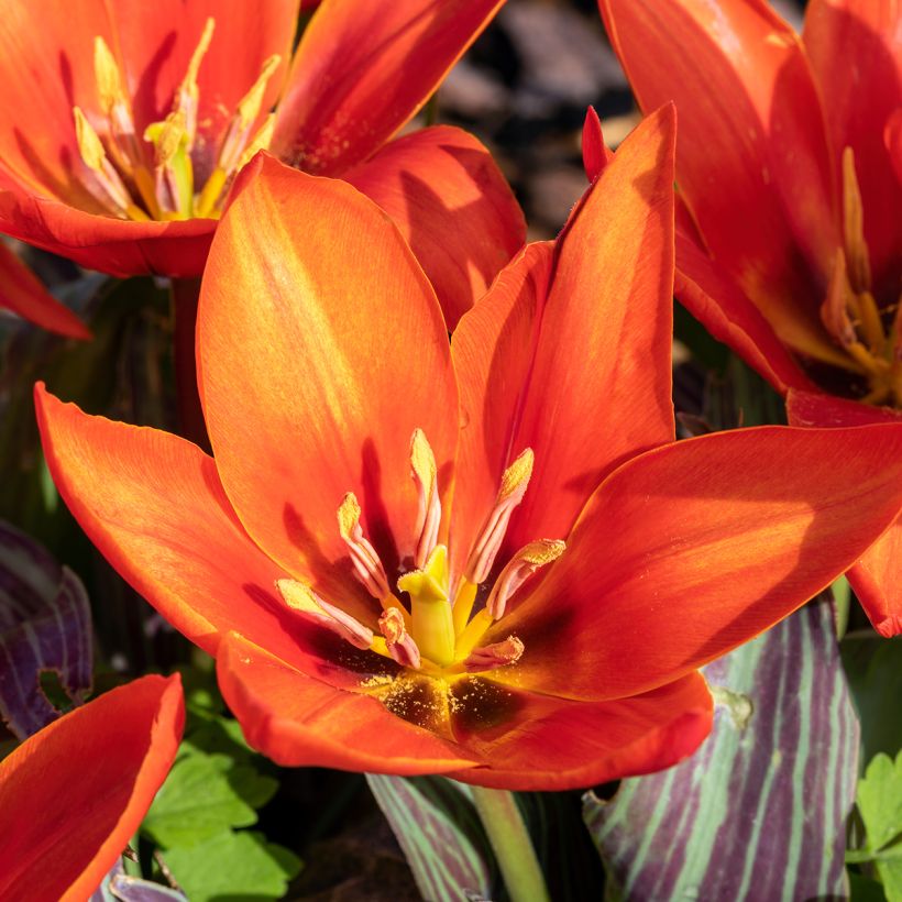 Tulipa kaufmanniana Early Harvest (Blüte)