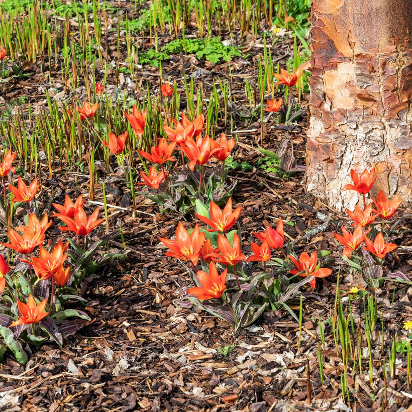 Tulipa kaufmanniana Early Harvest (Hafen)