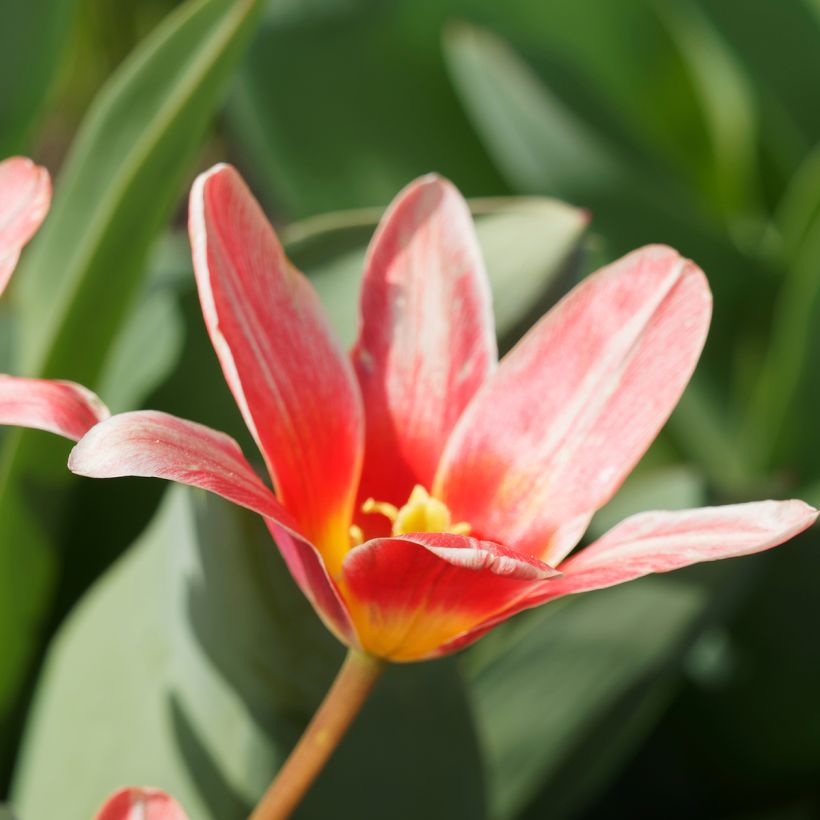 Tulipa kaufmanniana Fashion (Blüte)