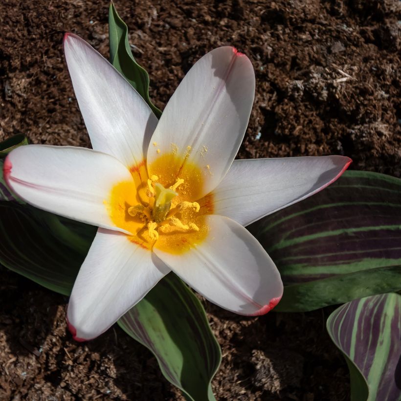 Tulipa kaufmanniana Heart's Delight (Blüte)