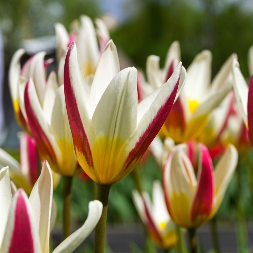 Tulipa kaufmanniana Johann Strauss (Blüte)